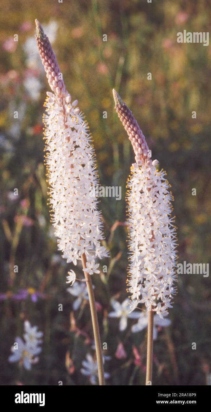 De belles fleurs de bulbinella (Bulbinella cauda-felis) en pleine croissance dans la vallée de la Biedouw, dans la province du Cap occidental d'Afrique du Sud. Banque D'Images