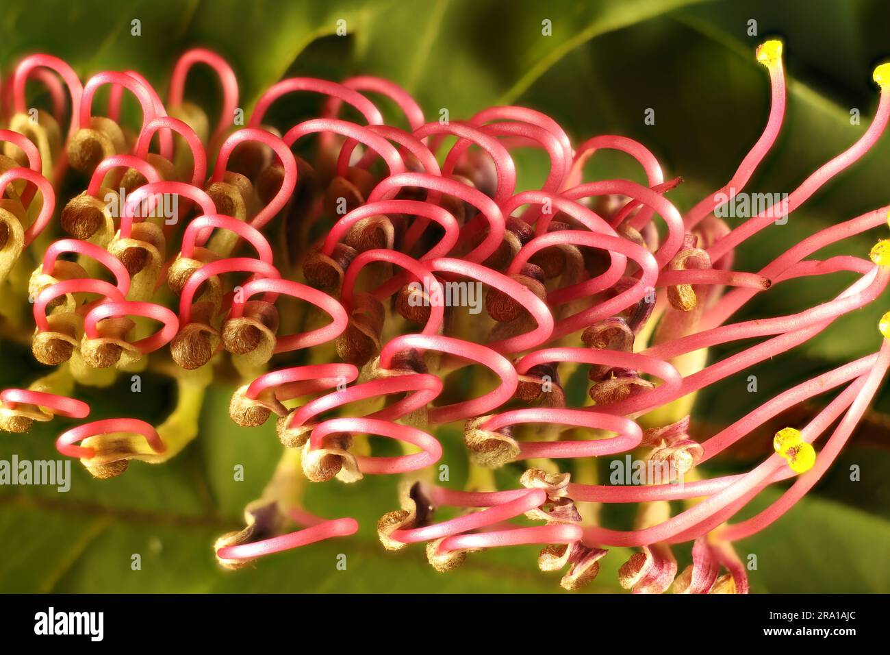 Gros plan de l'inflorescence à grandes feuilles de grevillea (Grevillea barklyana) avec des fleurs émergeantes, Australie méridionale Banque D'Images