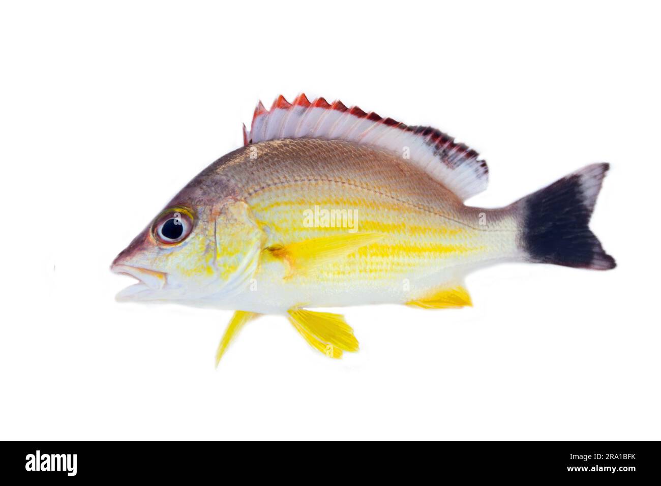 Poisson prédateur jaune Lutjanus avec des bandes orange et des ailerons (comme le cichlid) du Sri Lanka, poisson rouge isolé sur fond blanc Banque D'Images