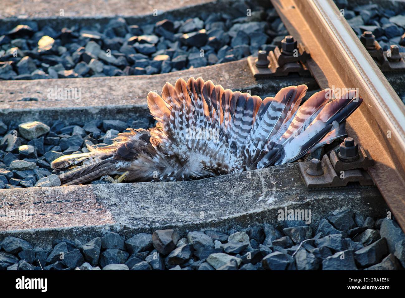 Dead Hawk, falcon reposant sur les rails de chemin de fer. Un oiseau de rapaces sauvage a été paralysé et tué par un train rapide. Impact négatif sur la nature et l'environnement Banque D'Images