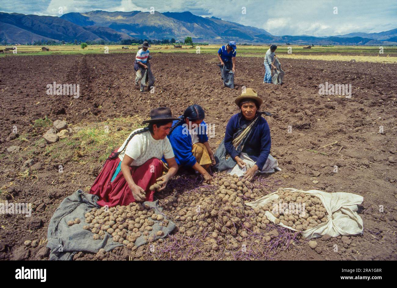 Pérou, région de Cusco; les femmes sur le terrain sélectionnent les pommes de terre récoltées pour les pommes de terre de semence, tandis que les hommes continuent de récolter. Banque D'Images
