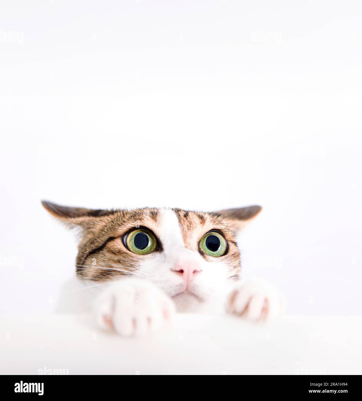 Le chat effrayé a posé sa patte sur la table et regarde vers le haut Banque D'Images