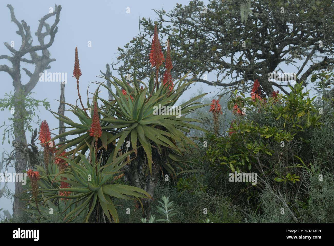 Bel arbre succulent, plante indigène, Krantz Aloe, Aloe arborescens, plante médicinale, Graskop, Afrique du Sud, dans l'habitat naturel, la beauté dans la nature Banque D'Images