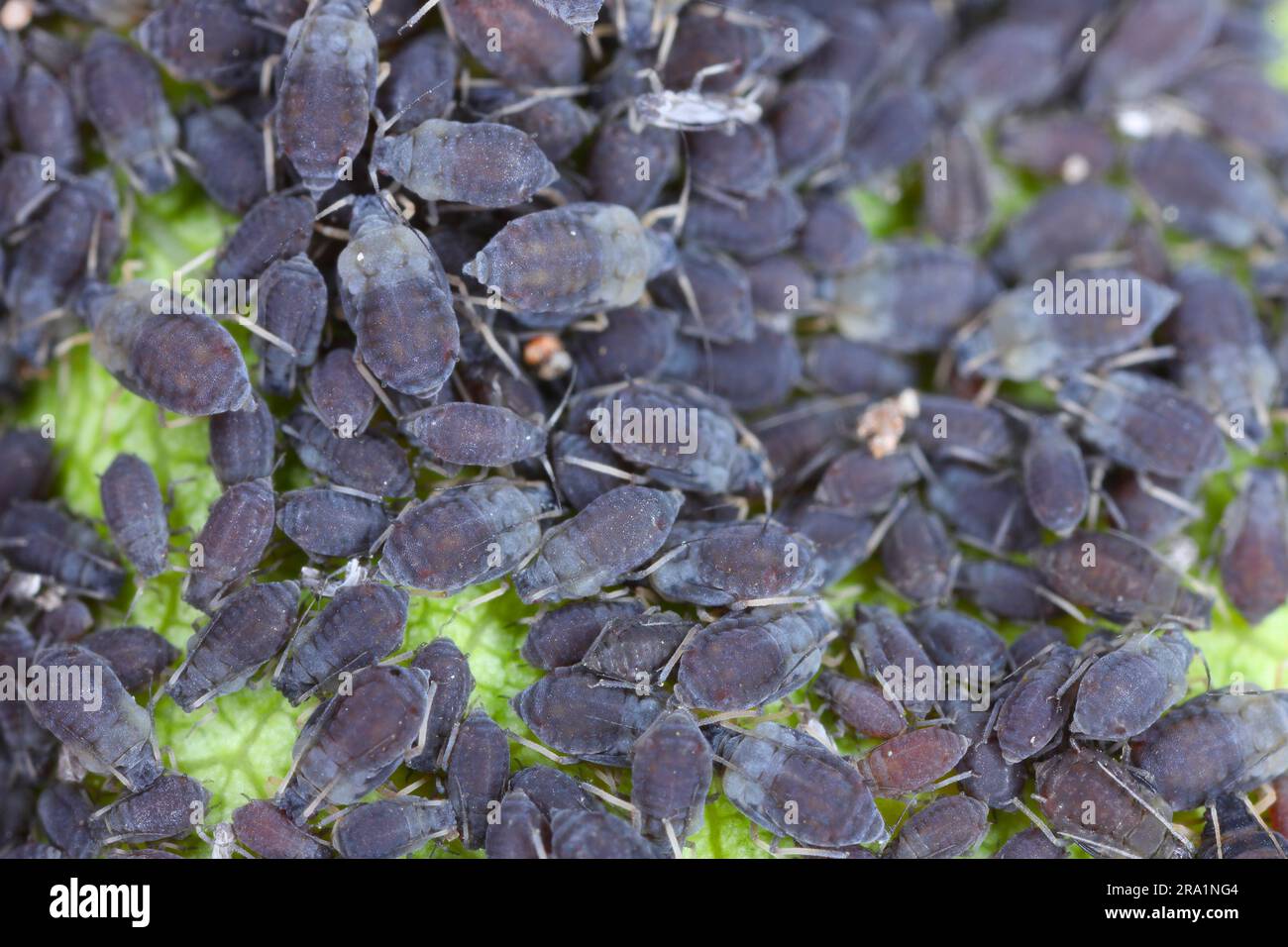Puceron de poire, Melanaphis pyraria. Une colonie d'individus sans aile sous une feuille de poire. Banque D'Images