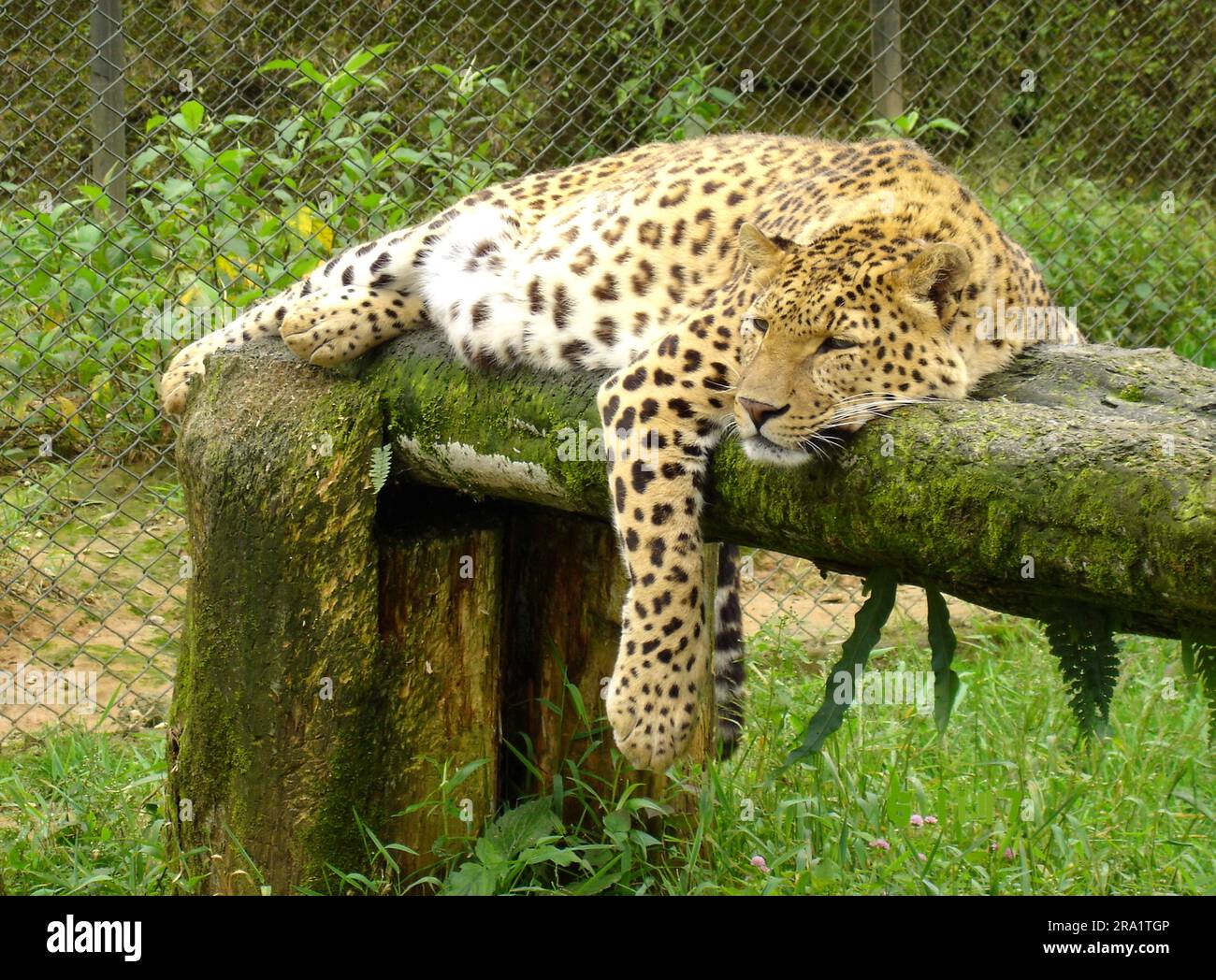 Espèce animale en voie de disparition léopard de l'Himalaya perchée dans le zoo Banque D'Images Espèce animale en voie de disparition léopard de l'Himalaya perchée dans le zoo Banque D'Images