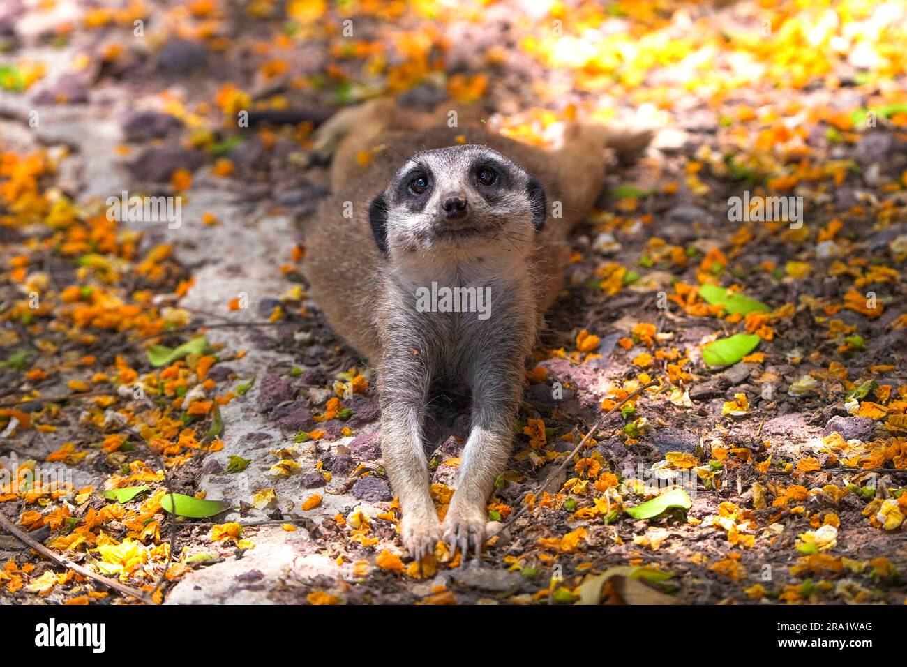 Mignon suricate ou meerkat protrait sourire à l'appareil photo Banque D'Images
