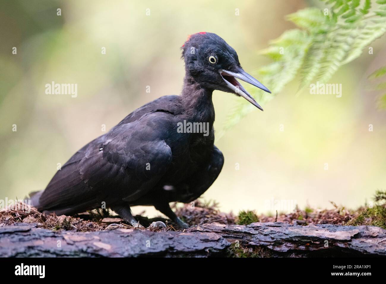 Pic noir (Dryocopus martius), femelle perching avec bec ouvert sur le côté de l'eau, pays-Bas, Overijssel, Haaksberberbernerveen Banque D'Images