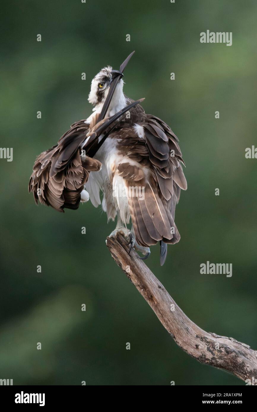 osprey, faucon de poisson (Pandion haliatus), adulte préentant, pays-Bas, Overijssel Banque D'Images
