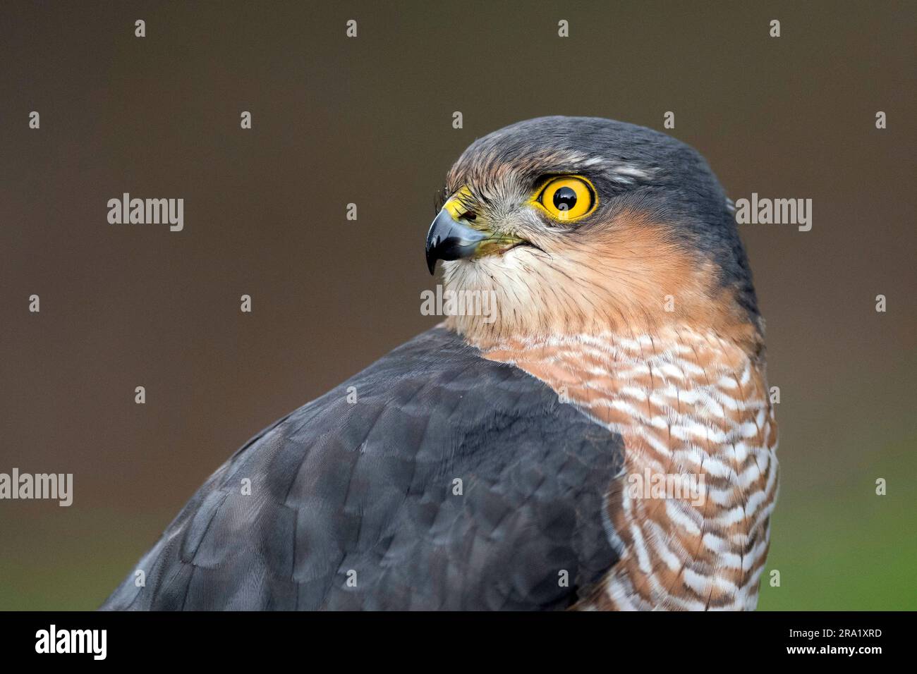 Faucon à sourcils (Accipiter nisus), portrait, pays-Bas, Overijssel Banque D'Images