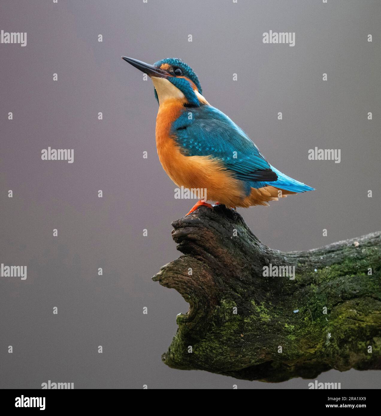 rivière kingfisher (Alcedo atthis), assise sur une branche, pays-Bas, Overijssel Banque D'Images