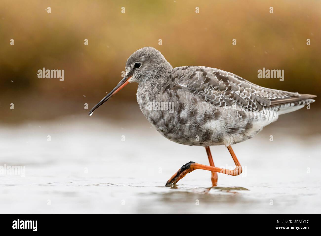 Queue rouge tachetée (Tringa erythropus), passage à gué dans les eaux peu profondes, sidéviée, pays-Bas Banque D'Images
