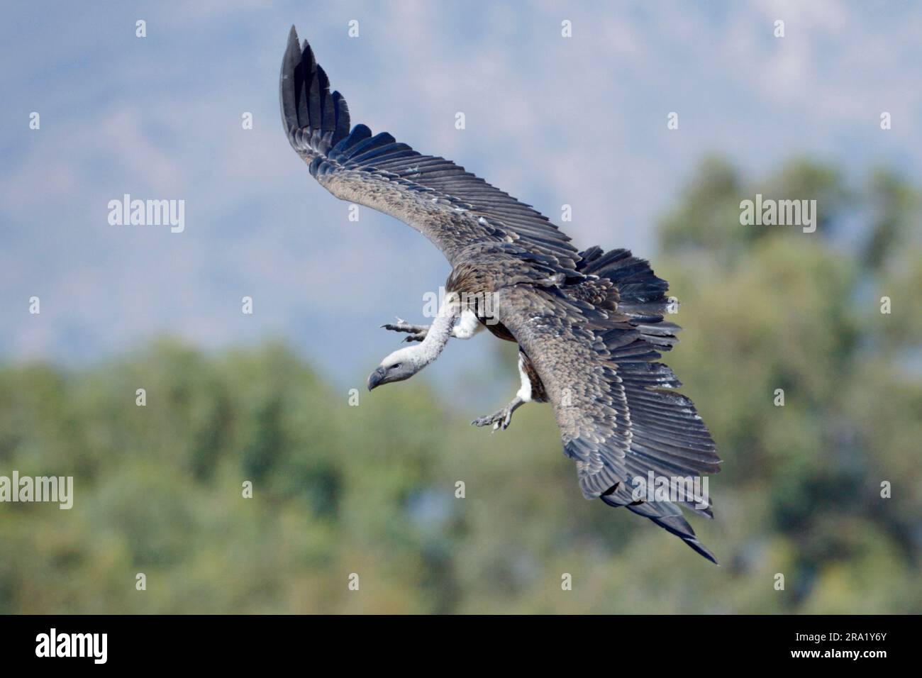 griffon de Ruepell, vautour de Ruepells griffon (Gyps rueppelli), jeune oiseau en train d'atterrir, Espagne Banque D'Images