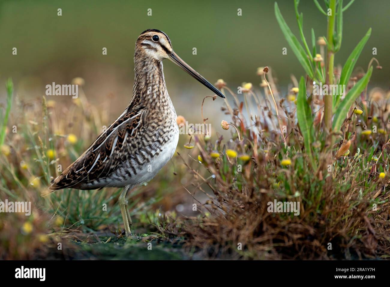 Bécassine commune (Gallinago gallinago), debout dans la végétation, vue latérale, pays-Bas Banque D'Images