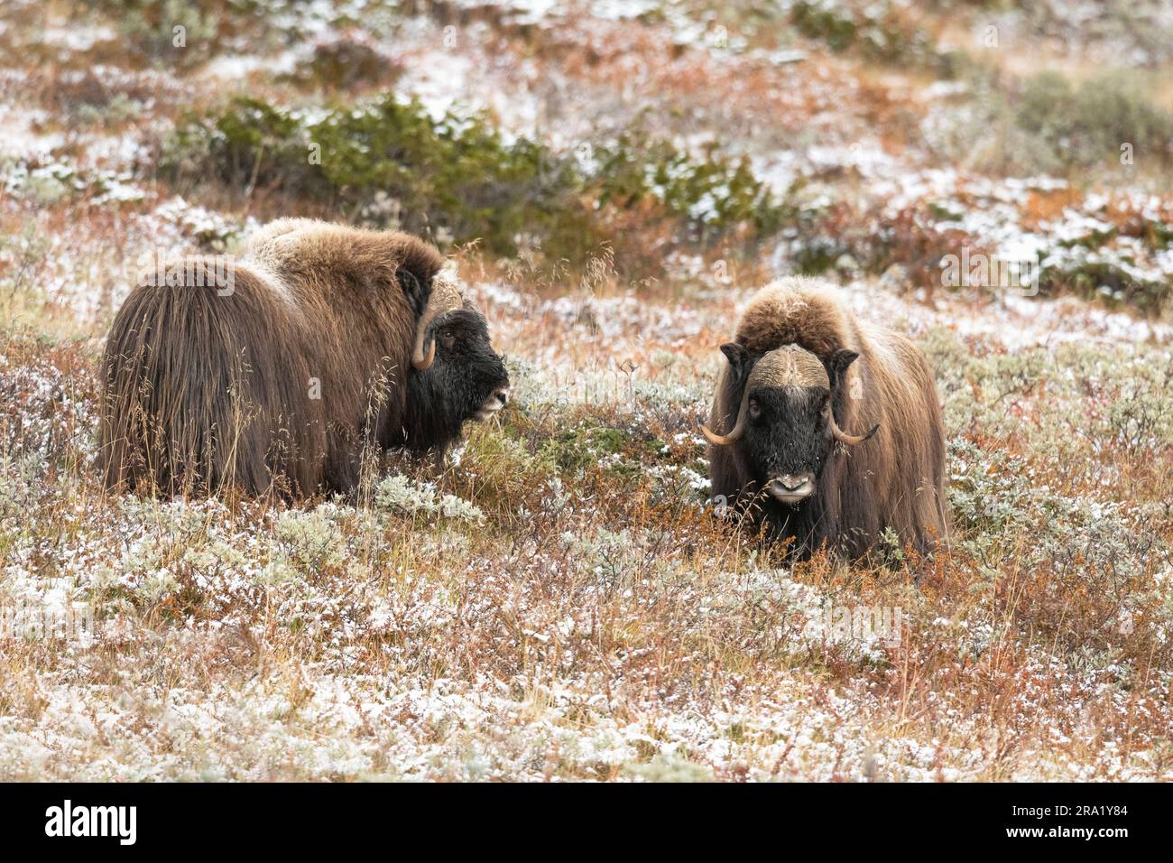 Boeuf musqué (Ovibos moschatus), deux boeufs musqués dans la toundra, en Norvège, Parc national de Dovrefjell Sunndalsfjella Banque D'Images