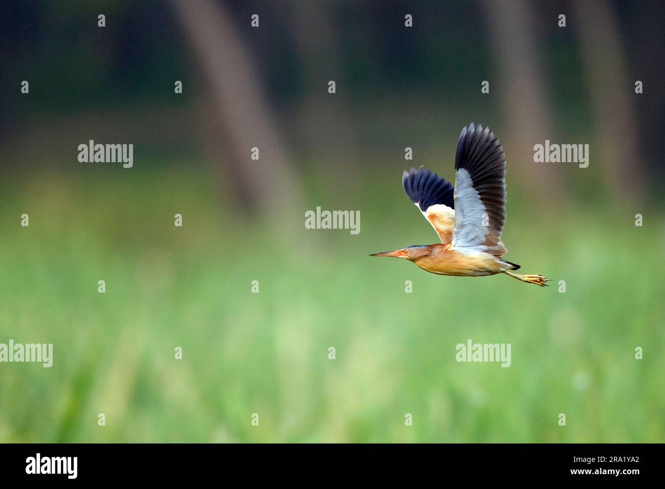 Petit sterin chinois (Ixobrychus sinensis), volant au-dessus des marais de la côte est de la Chine, en Chine Banque D'Images