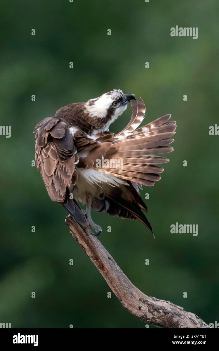 osprey, faucon de poisson (Pandion haliatus), adulte préentant, pays-Bas, Overijssel Banque D'Images