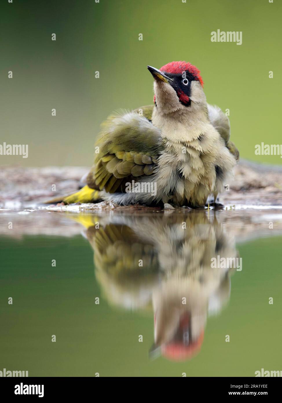 Pic vert (Picus viridis), perching mâle au bord de l'eau, vue de face, pays-Bas, Overijssel Banque D'Images
