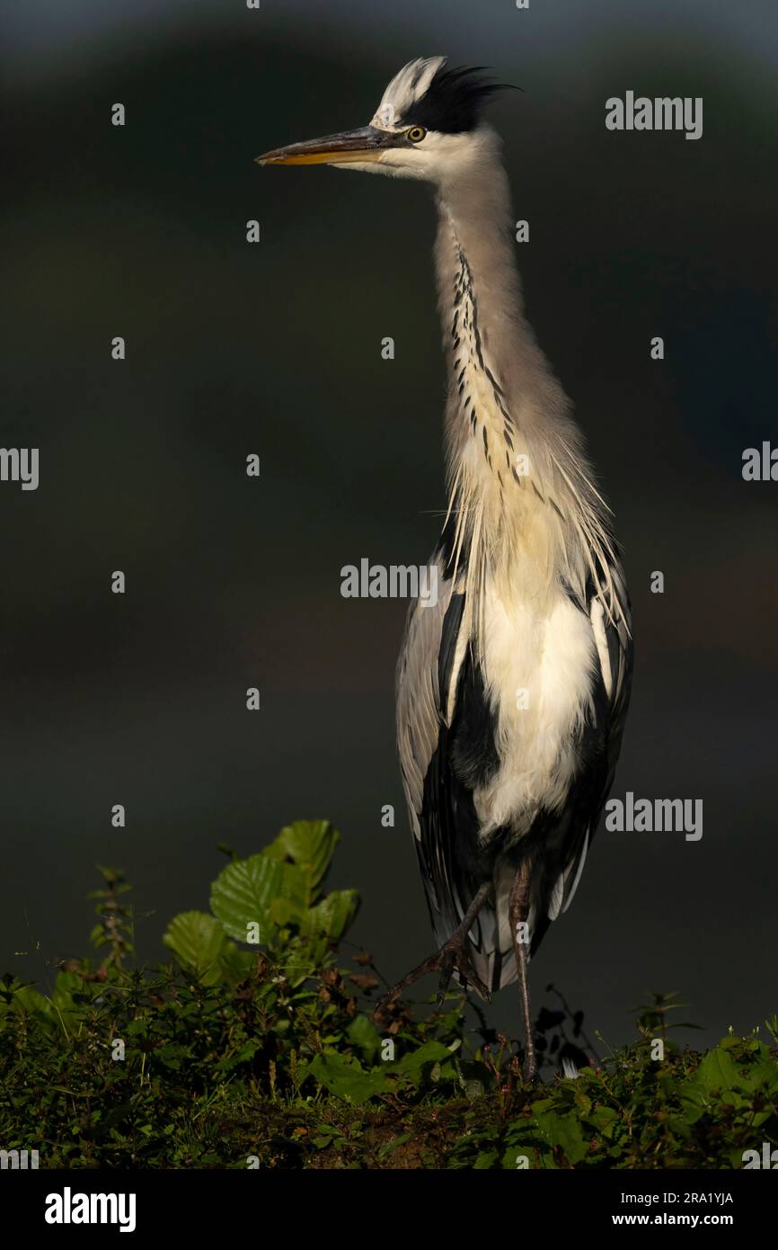 Héron gris (Ardea cinerea), regardant autour avec soin, vue de face, pays-Bas Banque D'Images