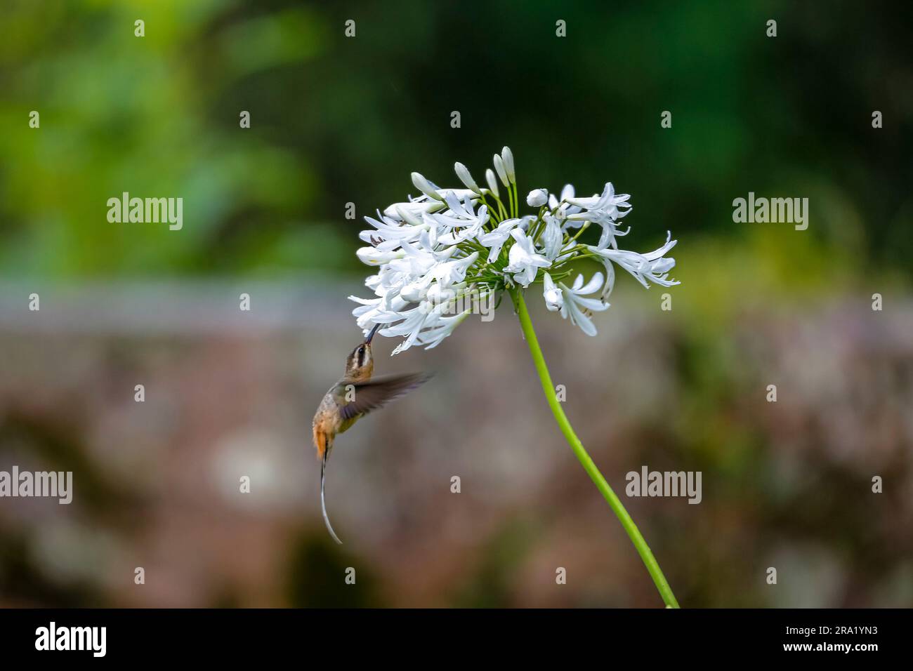 Panalto ermit Hummingbird sucking nectar sur une fleur blanche en vol, ailes en avant, sur fond naturel, parc naturel de Caraca, Minas Gerais, Banque D'Images