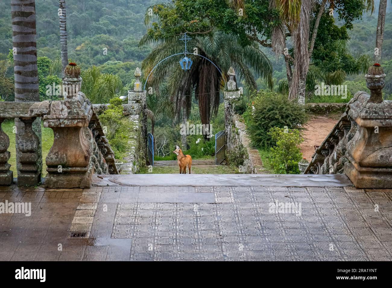 Loup de mandée sur les escaliers à l'entrée de l'église du Sanctuaire Caraça, face à la caméra, Minas Gerais, Brésil Banque D'Images