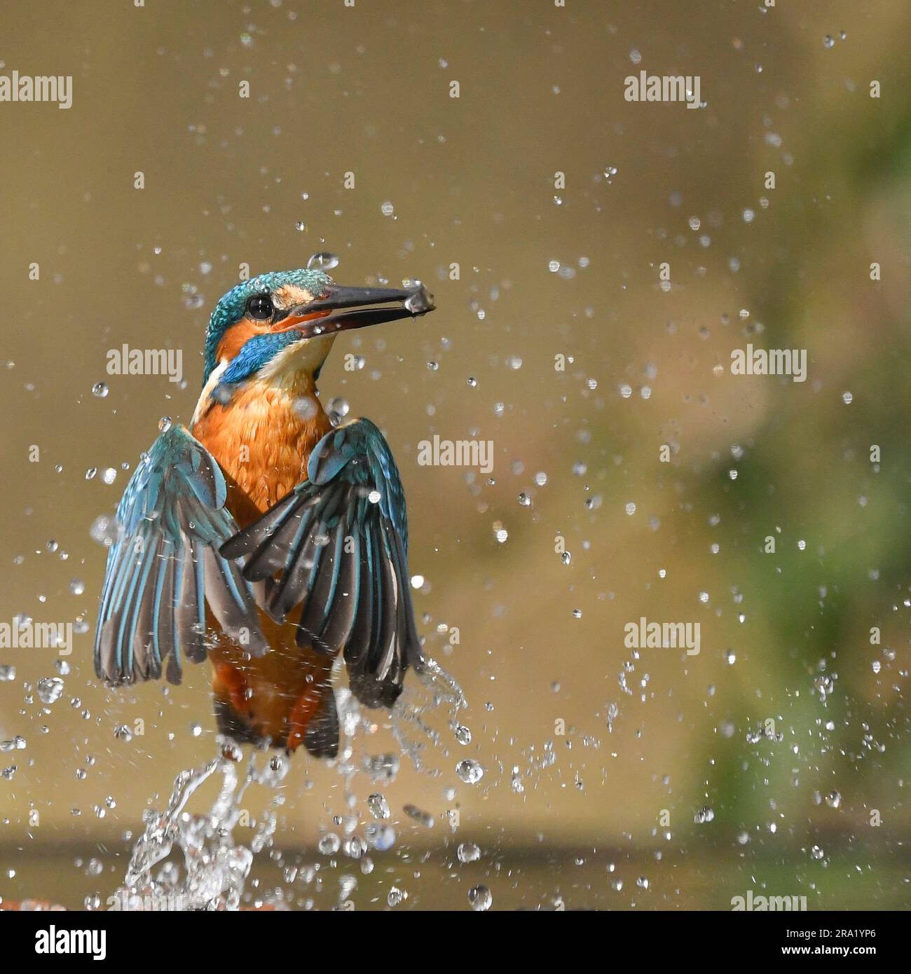 rivière kingfisher (Alcedo atthis), homme qui prend de l'eau avec des poissons à la mer dans le bec, pays-Bas Banque D'Images