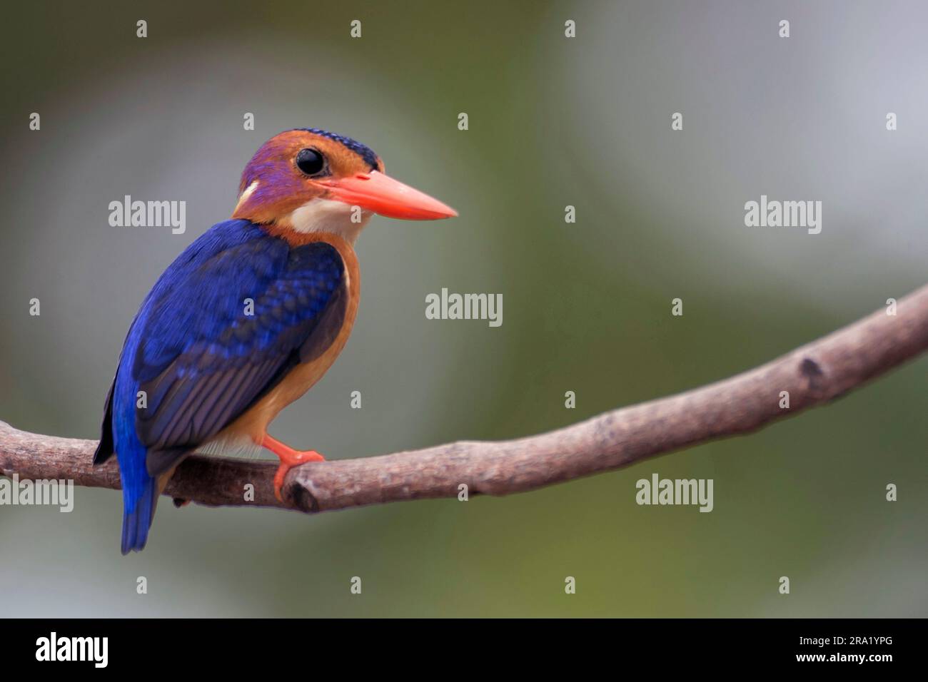 Kingfisher pygmée africaine (Ispidina picta, Ceyx pictus), assis sur une branche, Gambie, Farabanta Banque D'Images