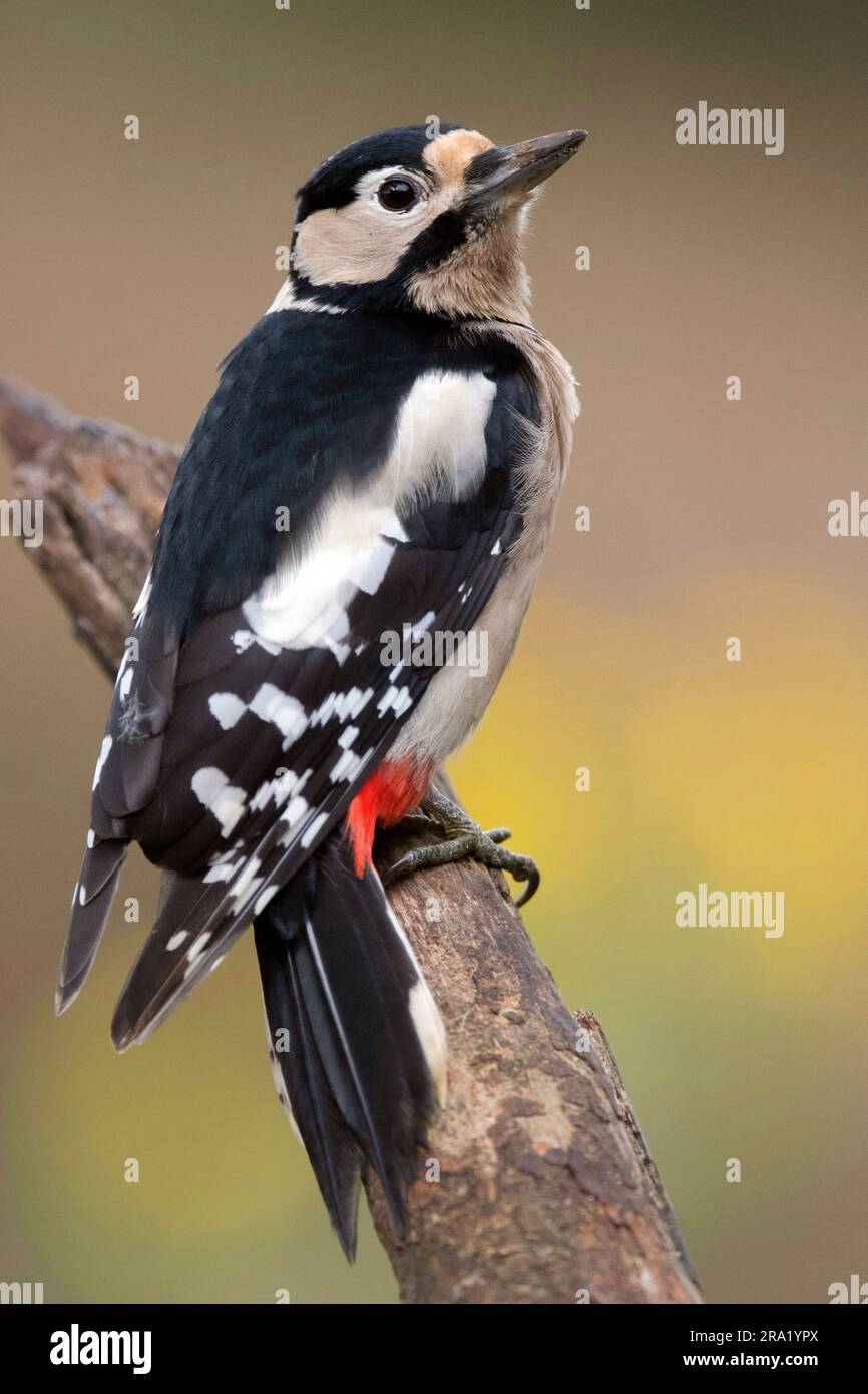 Grand pic tacheté (Picoides Major, Dendrocopos Major), assis sur une branche, pays-Bas, Overijssel Banque D'Images