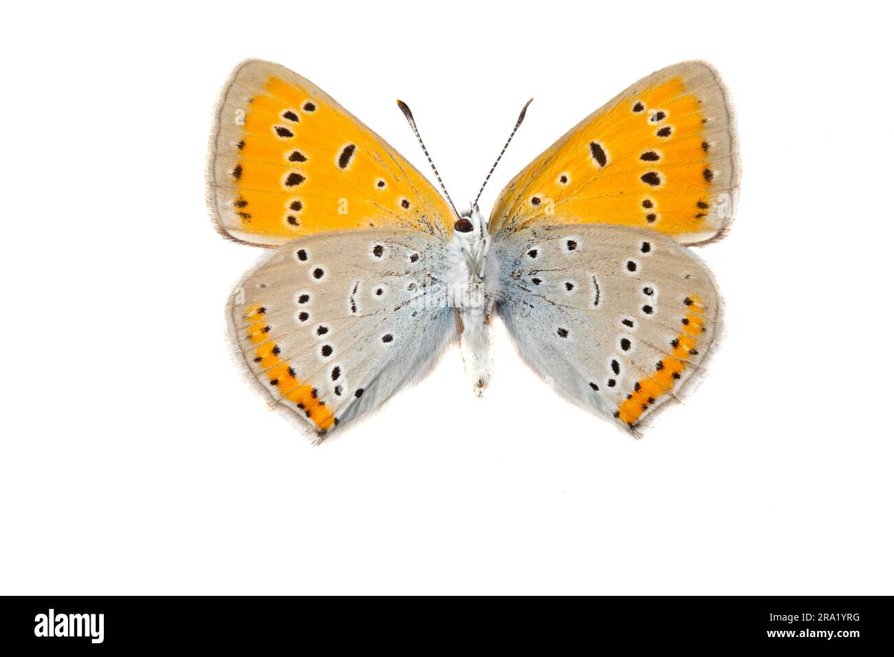 Gros cuivre (Lycaena dispar carueli, Lycaena carueli), face inférieure, découpé, Belgique Banque D'Images