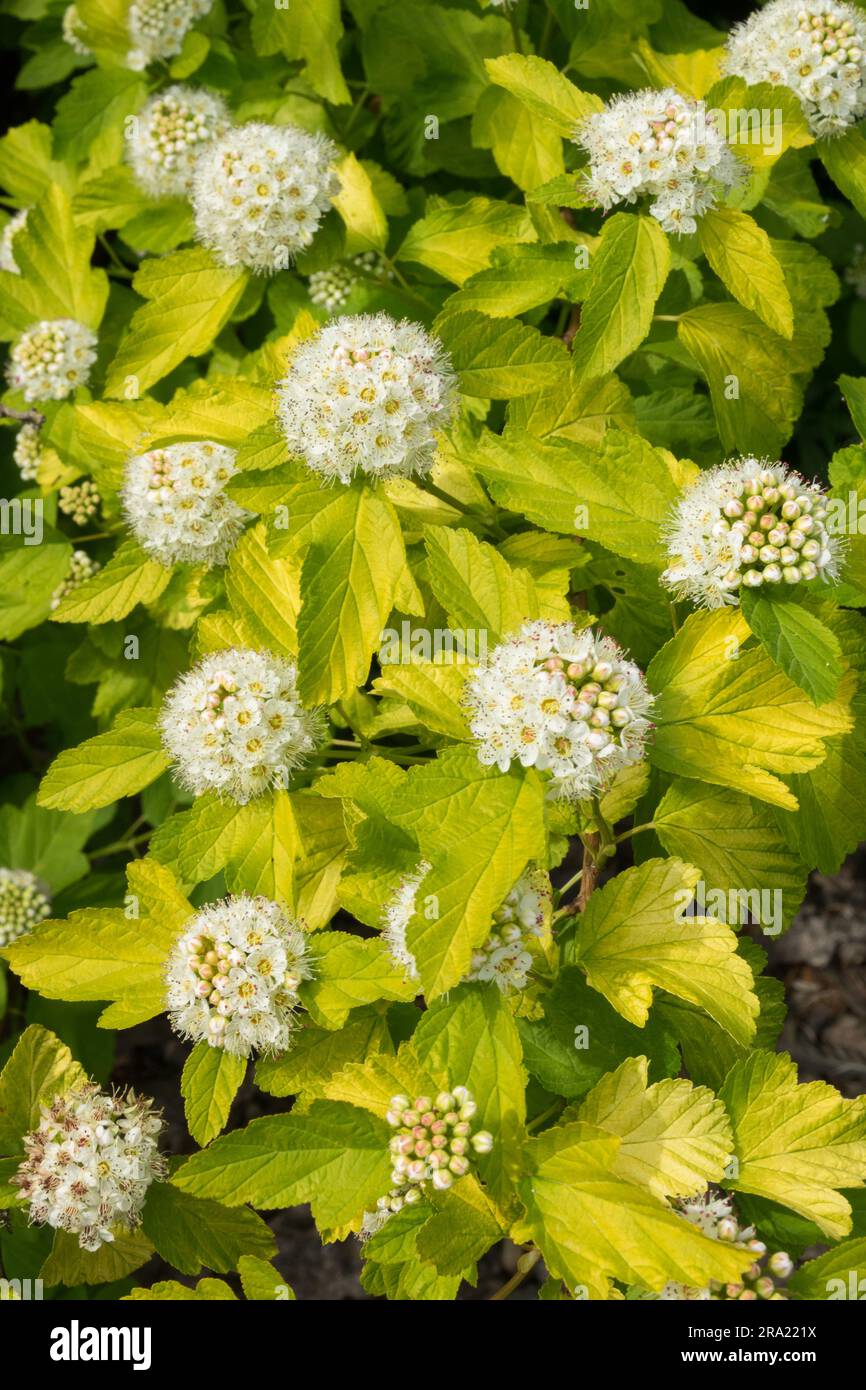 Physocarpus opulifolius 'luteus' Dwarf Golden NineBark Physocarpus ribesifolius 'aureus' Banque D'Images