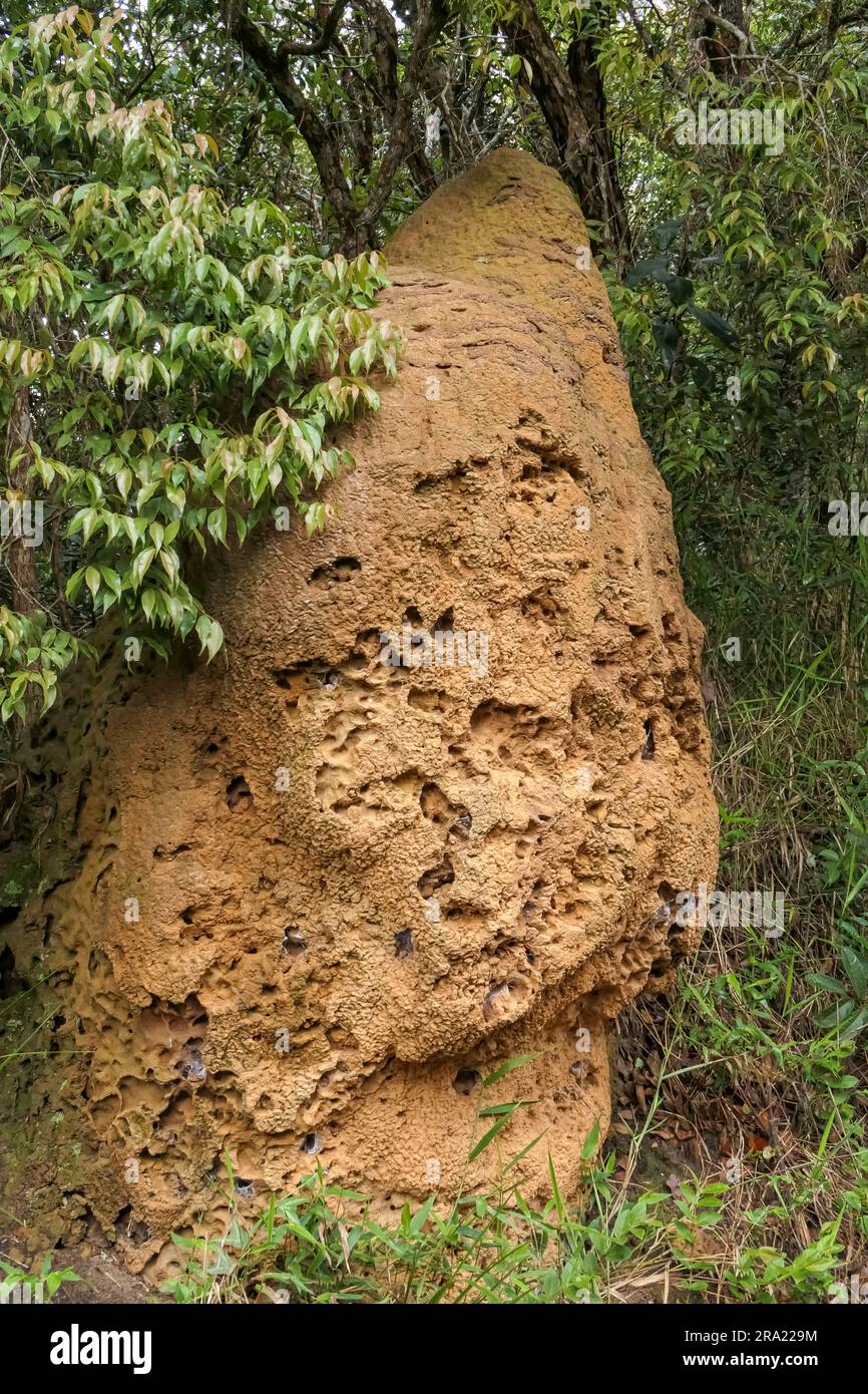 Gros plan d'un termite marron au bord des bois, parc naturel de Caraca, Minas Gerais, Brésil Banque D'Images