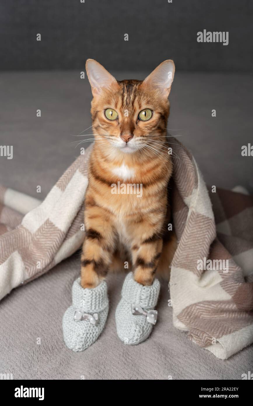 Un chat domestique en chaussons tricotés sur ses pattes est recouvert d'une couverture. Banque D'Images