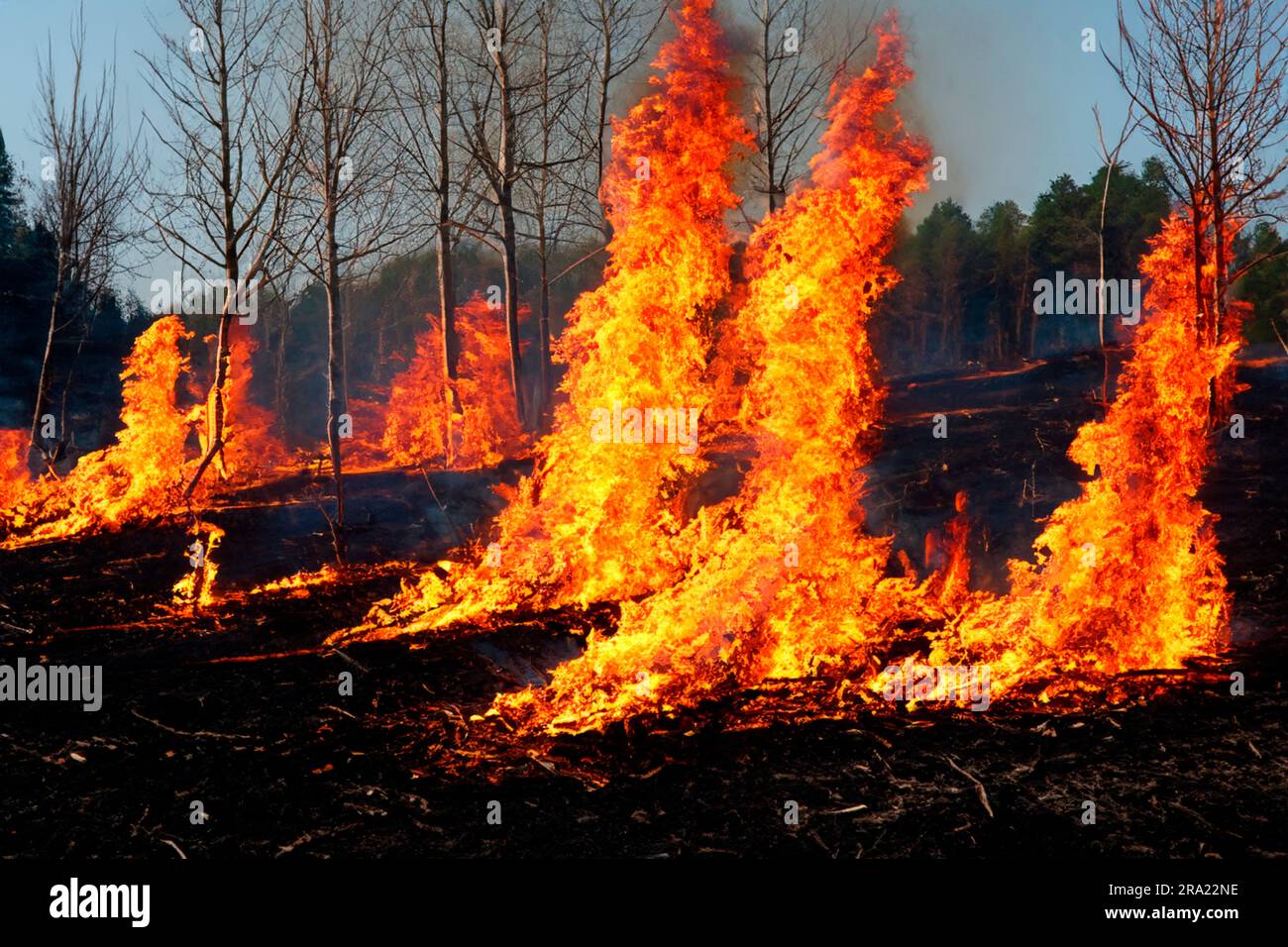 Feu de forêt. Feu de forêt en cours. Feu de forêt. Grandes flammes de