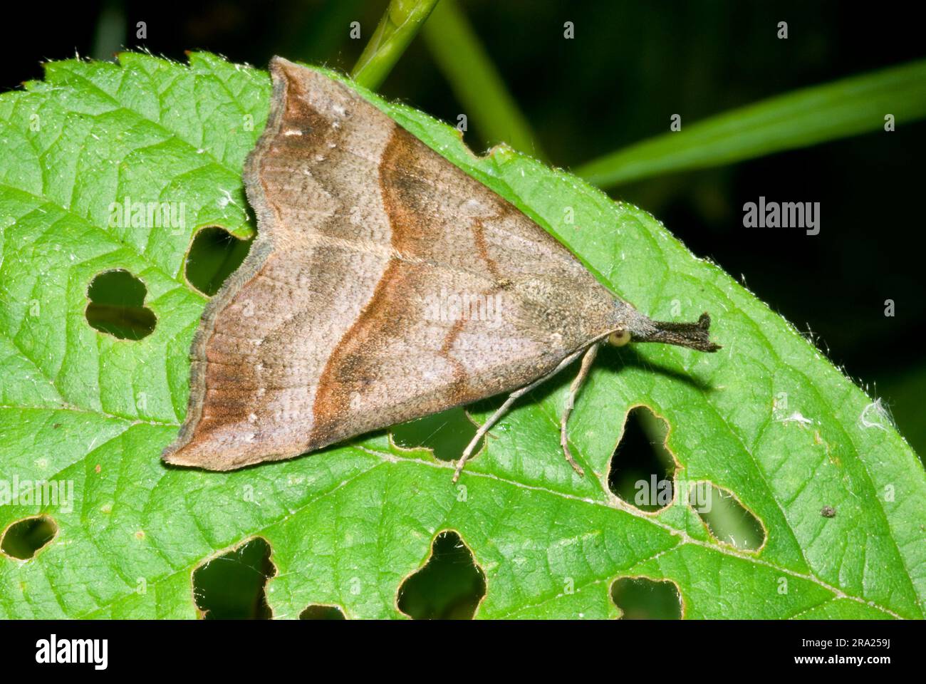 Embriez le museau Banque D'Images
