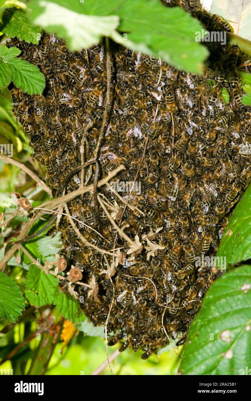 L'essaimage des abeilles. Banque D'Images