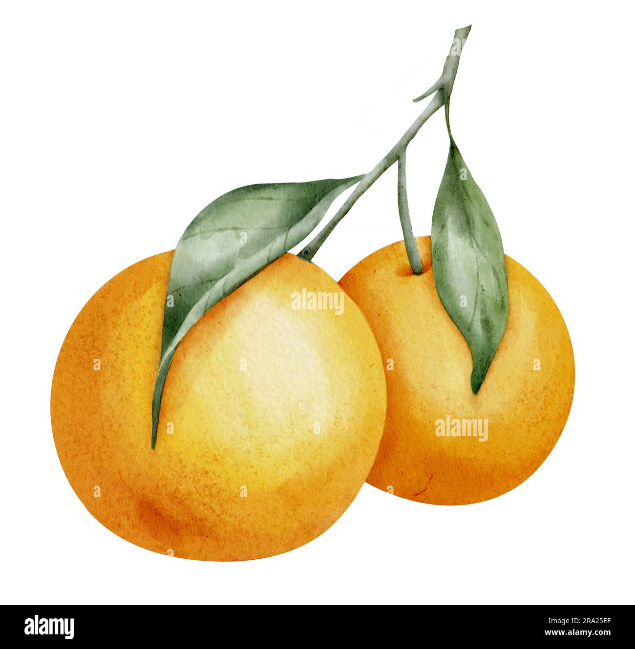 Orange fruit Branch. Illustration de l'aquarelle dessinée à la main des agrumes et des feuilles vertes sur fond blanc isolé. Dessin de mandarine tropicale. Croquis de mandarin pour étiquette ou affiche alimentaire. Banque D'Images