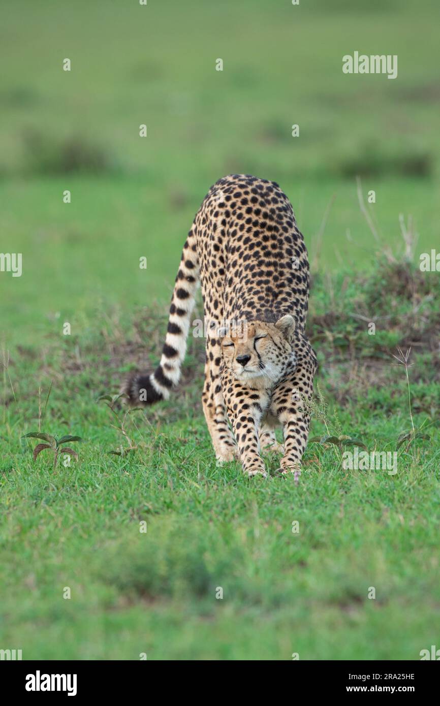 Cheetah donnant un grand étirement. MASAI MARA, KENYA:CE GUÉPARD DRÔLE qui semble rire à une plaisanterie était en fait appréciant ce qui pourrait être l'Africain Banque D'Images