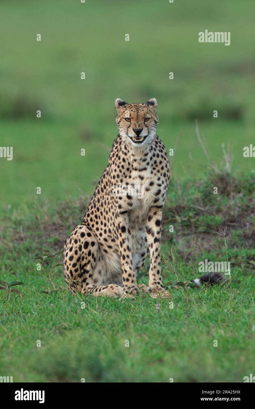 La guépard semble juste commencer à rire. MASAI MARA, KENYA: CE GUÉPARD DRÔLE qui semble rire à une plaisanterie était en fait enjoyi Banque D'Images