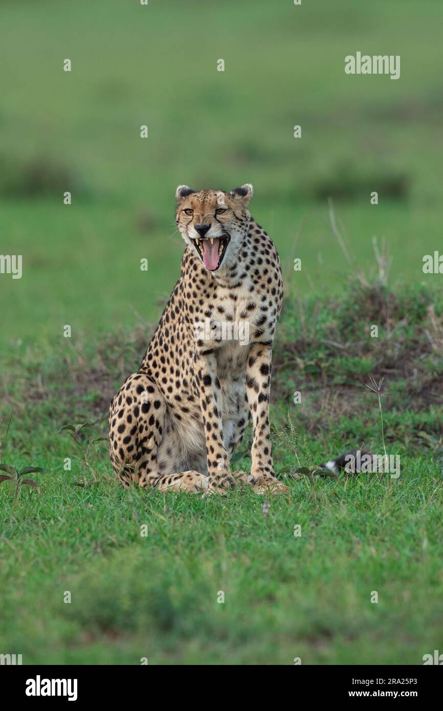 Le guépard semble trouver quelque chose d'hilarant. MASAI MARA, KENYA: CE GUÉPARD DRÔLE qui semble rire à une plaisanterie était en fait appréciant Banque D'Images