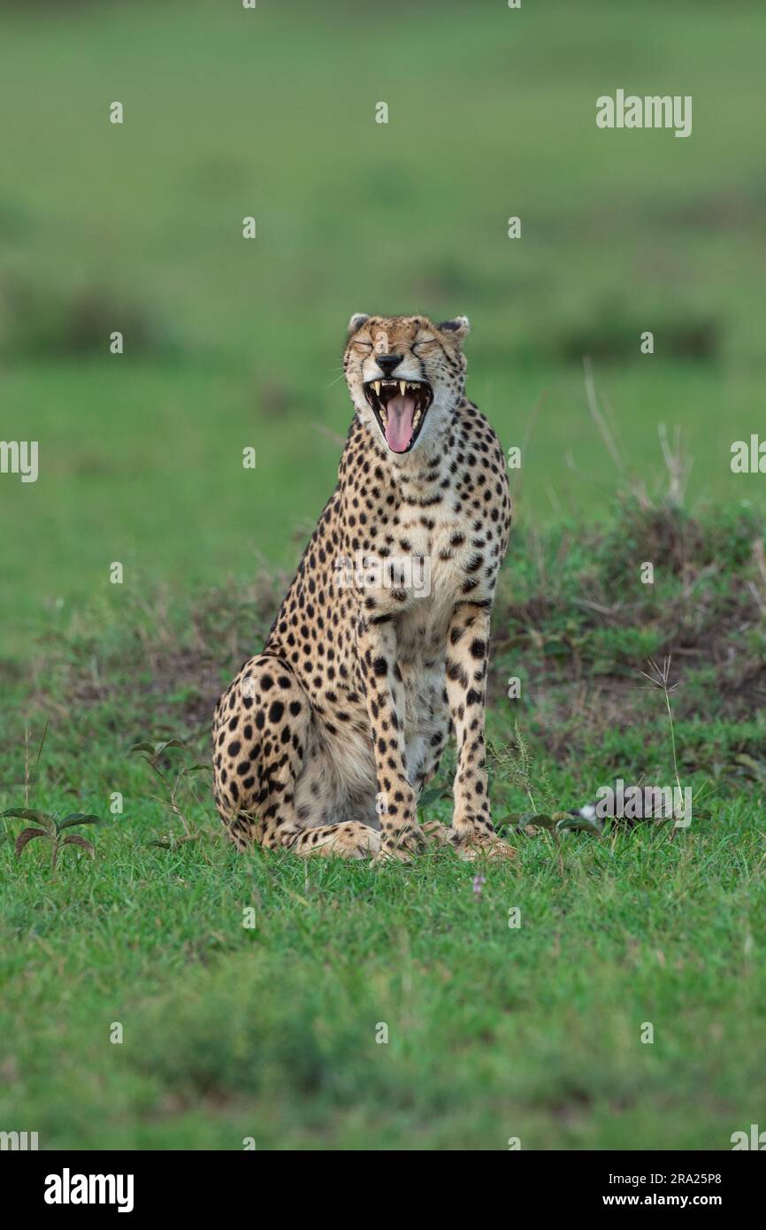 Le guépard ne peut pas contrôler son rire. MASAI MARA, KENYA:CE GUÉPARD DRÔLE qui semble rire à une plaisanterie était en fait appréciant ce qui pourrait être t Banque D'Images