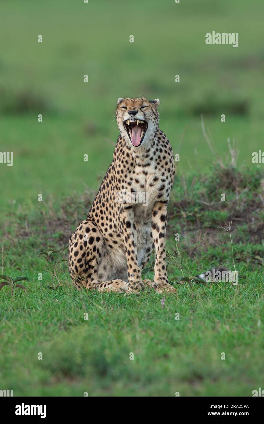 La guépard trouve évidemment quelque chose de très drôle. MASAI MARA, KENYA:CE GUÉPARD DRÔLE qui semble rire à une plaisanterie était en fait appréciant ce qui Banque D'Images