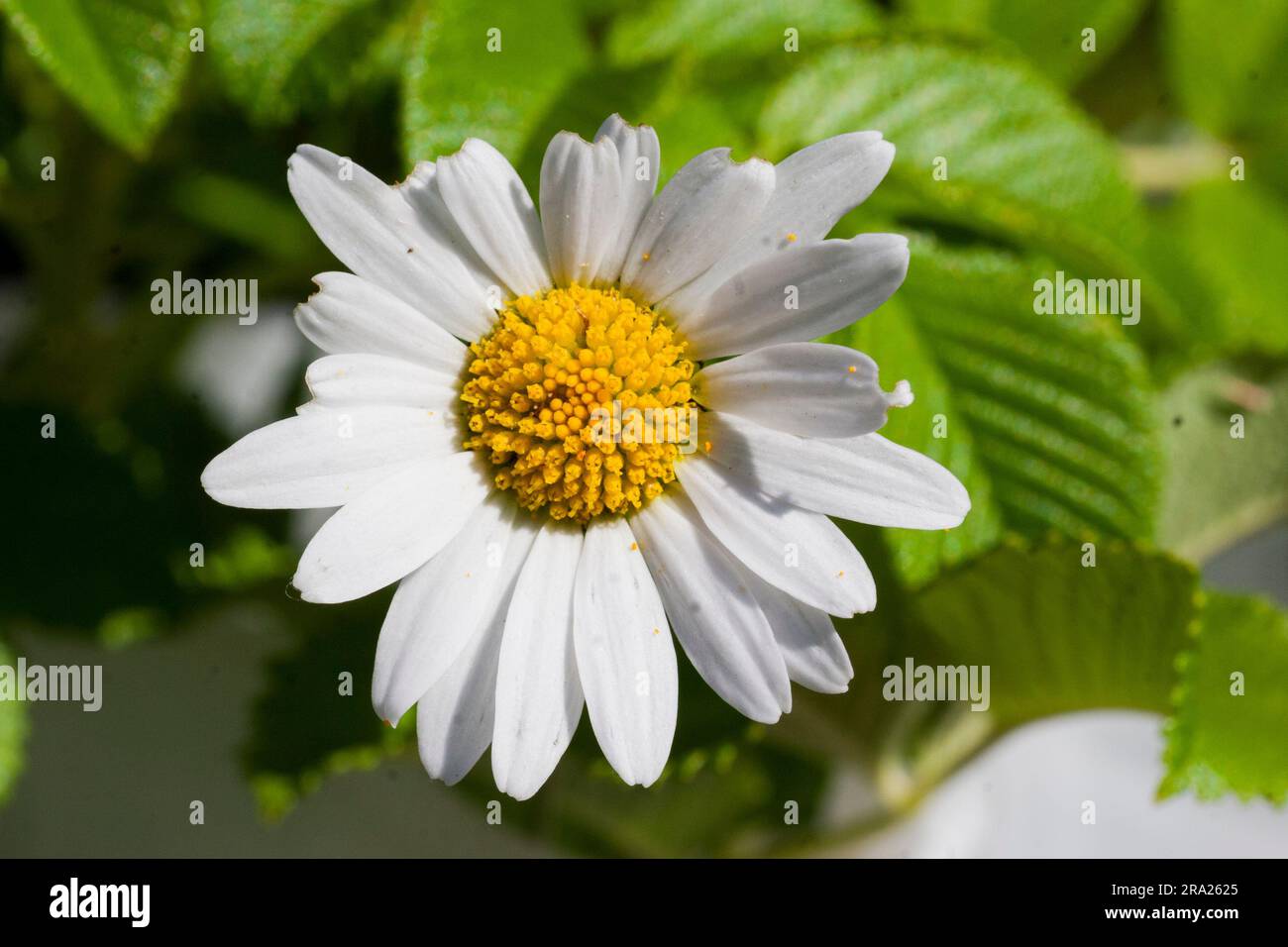 LEUCANTHEMUM VULGARE communément appelé la Marguerite Ox-eye Banque D'Images