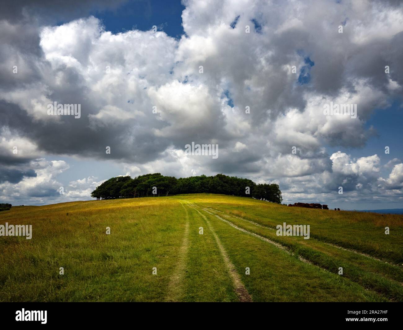 Chanctonbury Ring, South Downs National Park, West Sussex Banque D'Images