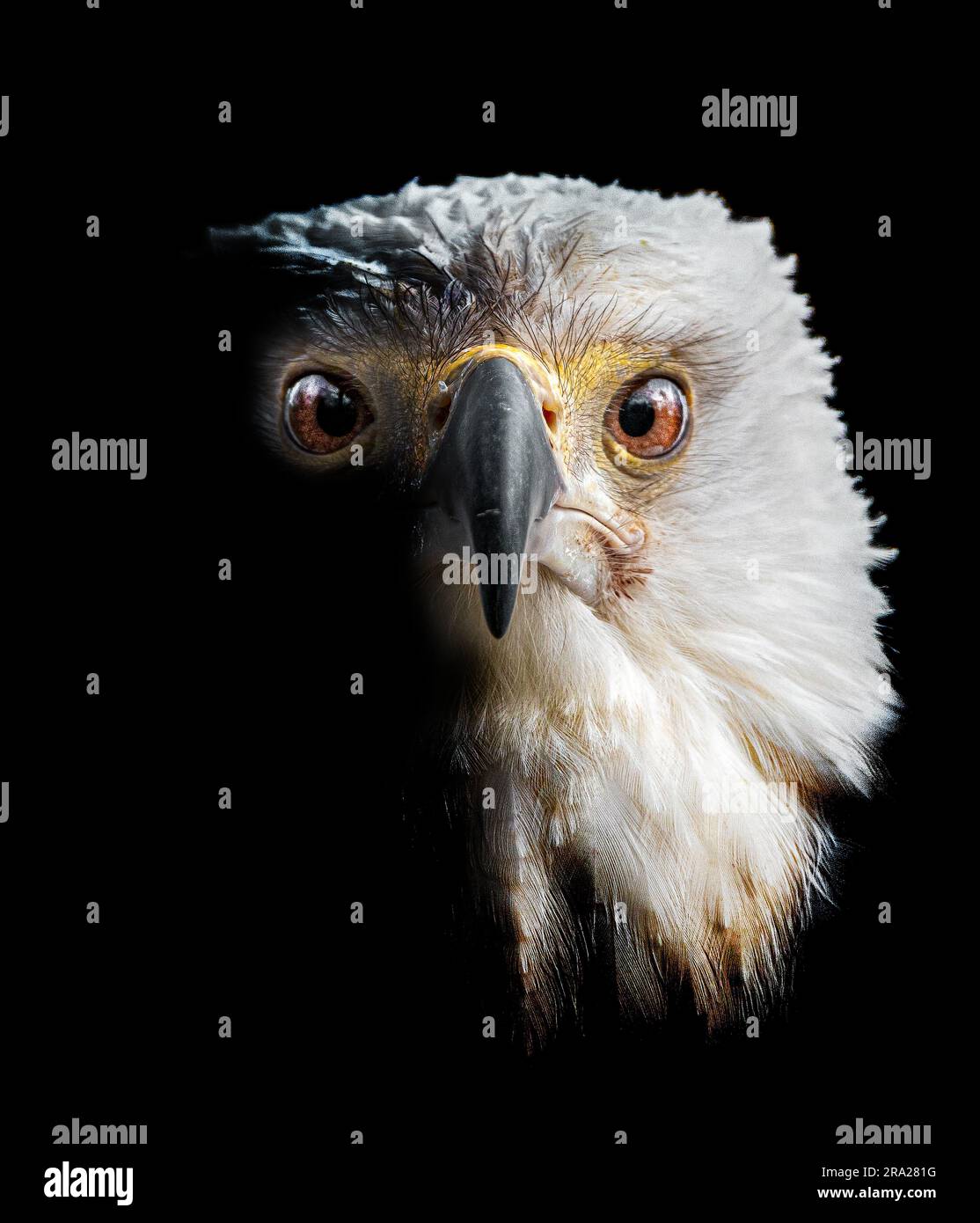African Sea Eagle, ANGLETERRE DES IMAGES INCROYABLES d'un œil à l'autre avec des oiseaux de proie ont été capturées.les images montrent des portraits de gros plan d'aigles à tête blanche, hibou gris Banque D'Images