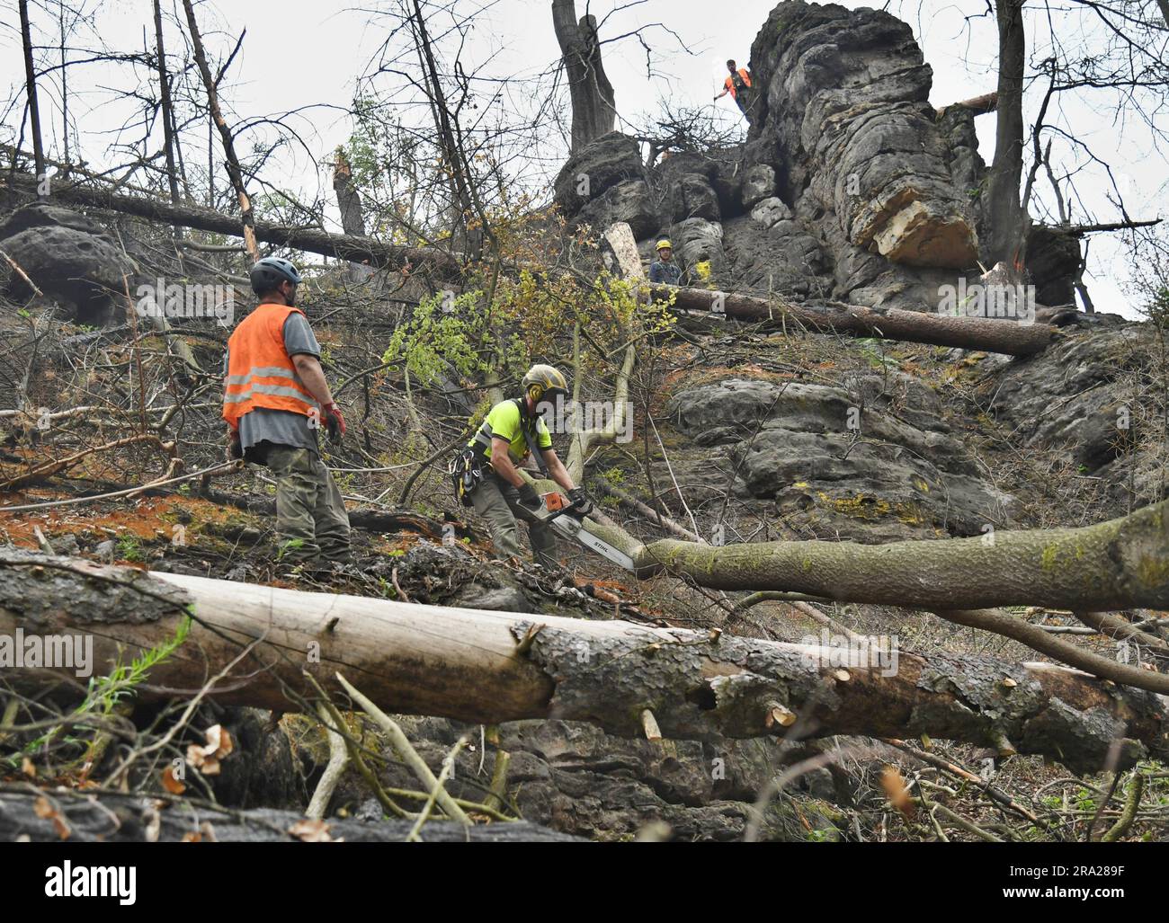 Hrensko, République tchèque. 30th juin 2023. Parc national de la Suisse de Bohême (gorge d'Edmund) après l'incendie, République tchèque, 30 juin 2023. L'incendie qui a éclaté en Suisse de Bohême sur 24 juillet 2022 a été le plus grand feu de forêt de l'histoire tchèque moderne, touchant plus de mille hectares. Le feu a également frappé une partie de la forêt en Allemagne, dans le parc national de Saxe Suisse. Sur la photo, les bûcherons retirent les arbres endommagés. Crédit : Stastny Jan/CTK photo/Alay Live News Banque D'Images