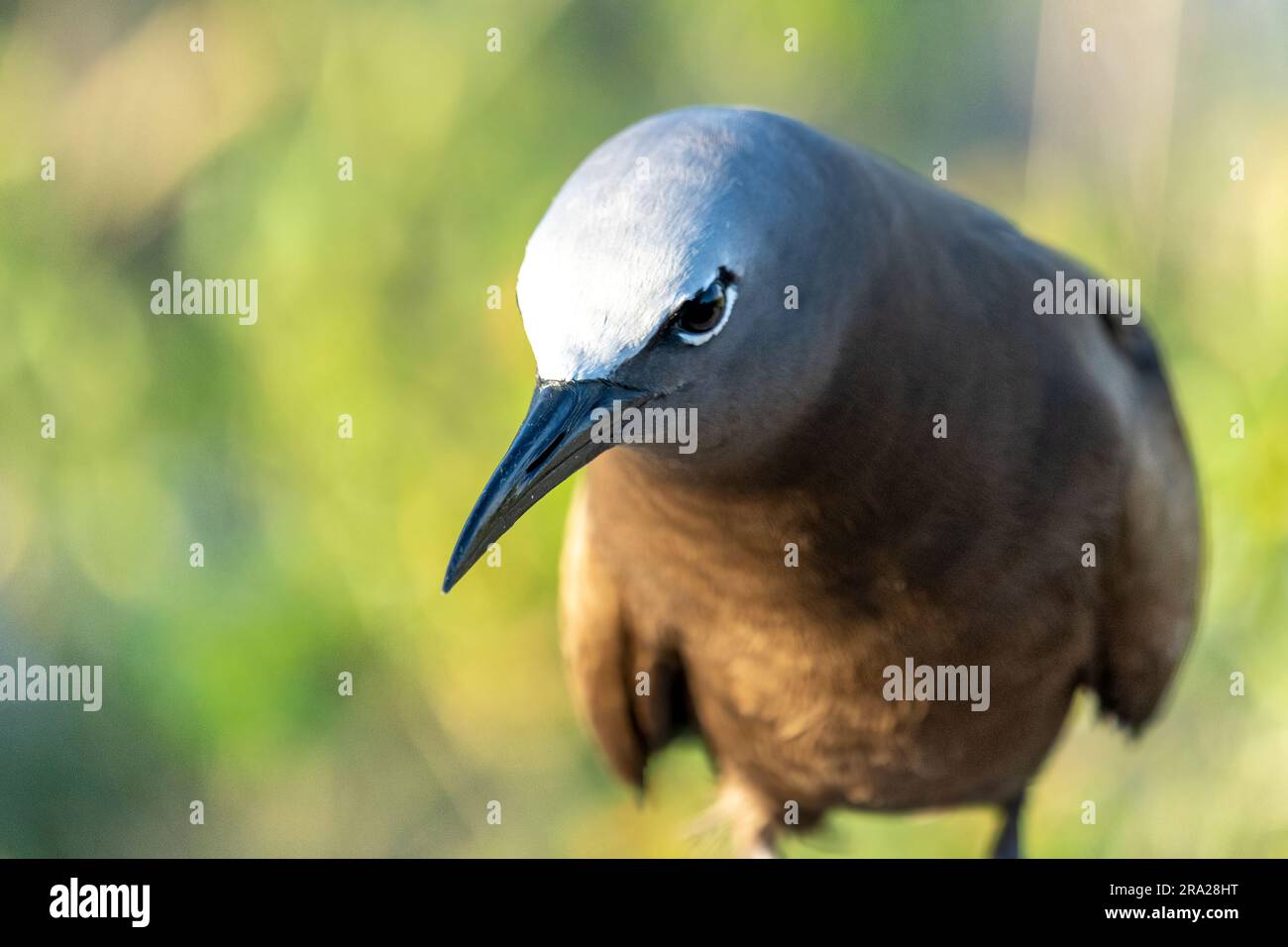 Portrait rapproché de Common Noddy (Anous stolidus), Lady Elliot Island Queensland Australie Banque D'Images