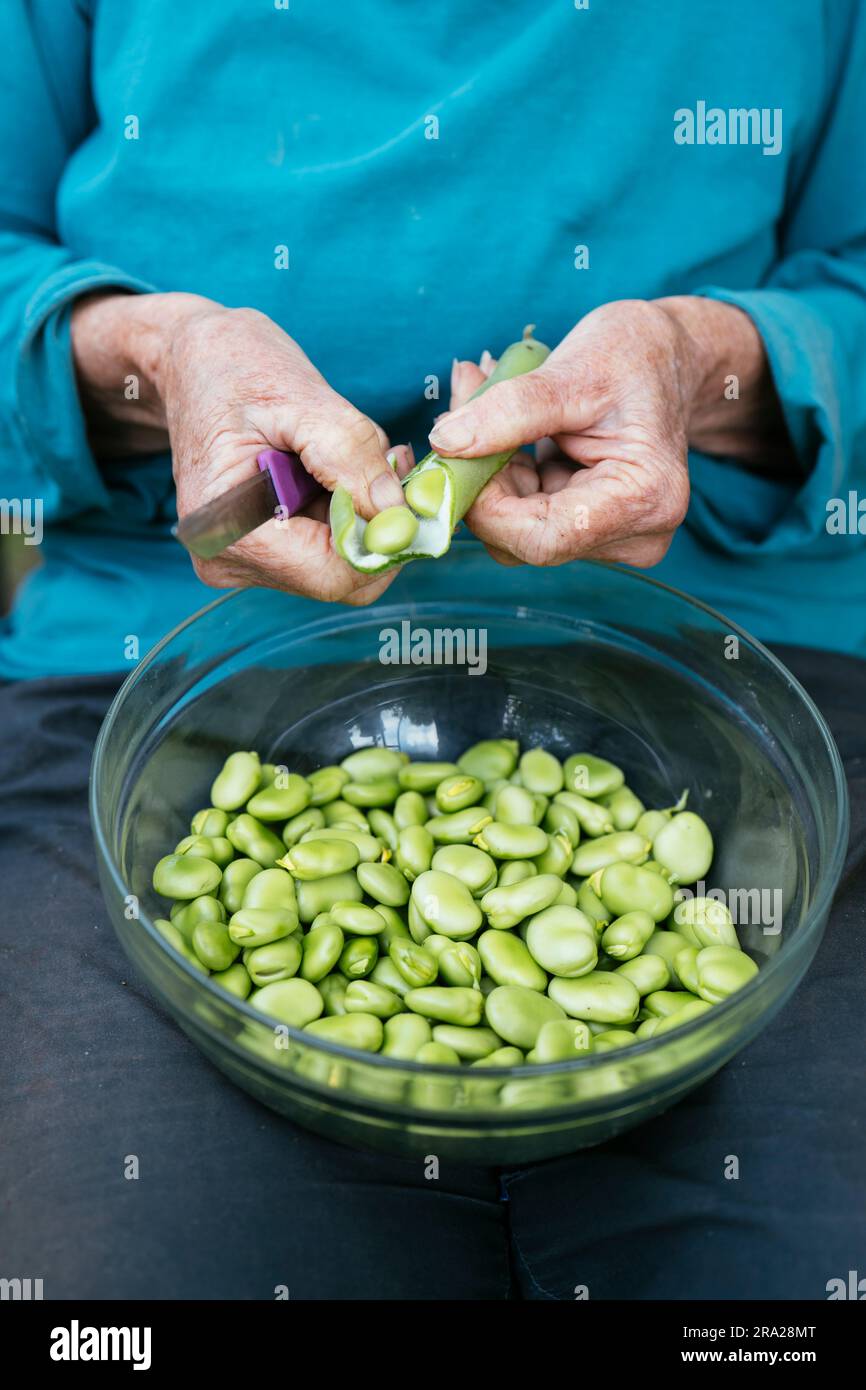 Femme gousses de haricots fava fraîchement récoltés (Vicia faba) Banque D'Images