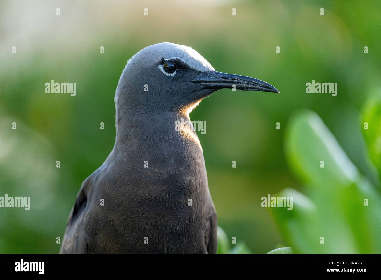 Portrait rapproché de Common Noddy (Anous stolidus), Lady Elliot Island Queensland Australie Banque D'Images