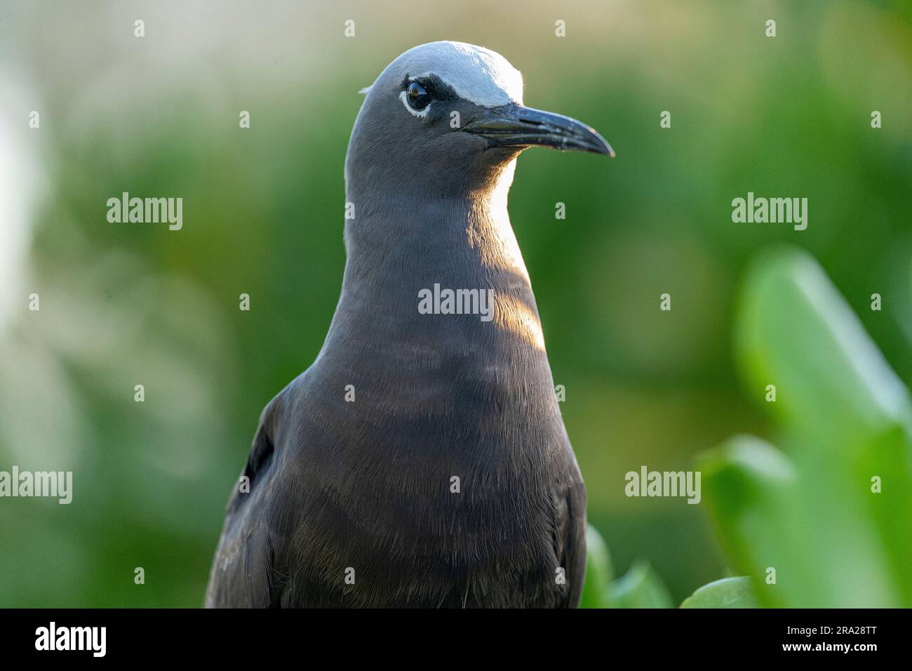 Portrait rapproché de Common Noddy (Anous stolidus), Lady Elliot Island Queensland Australie Banque D'Images