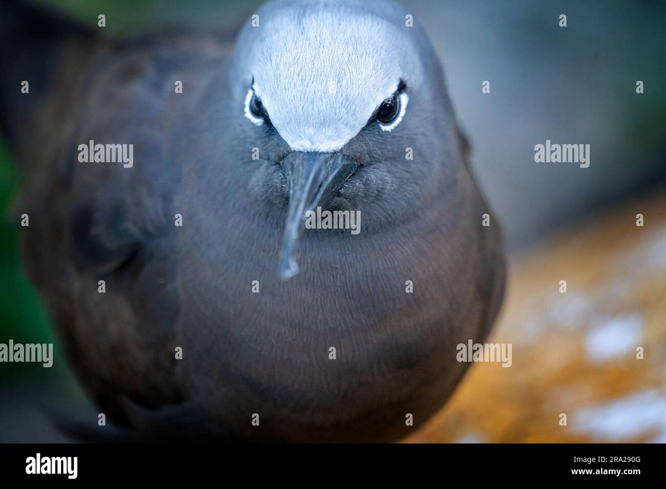 Portrait rapproché de Common Noddy (Anous stolidus), Lady Elliot Island Queensland Australie Banque D'Images