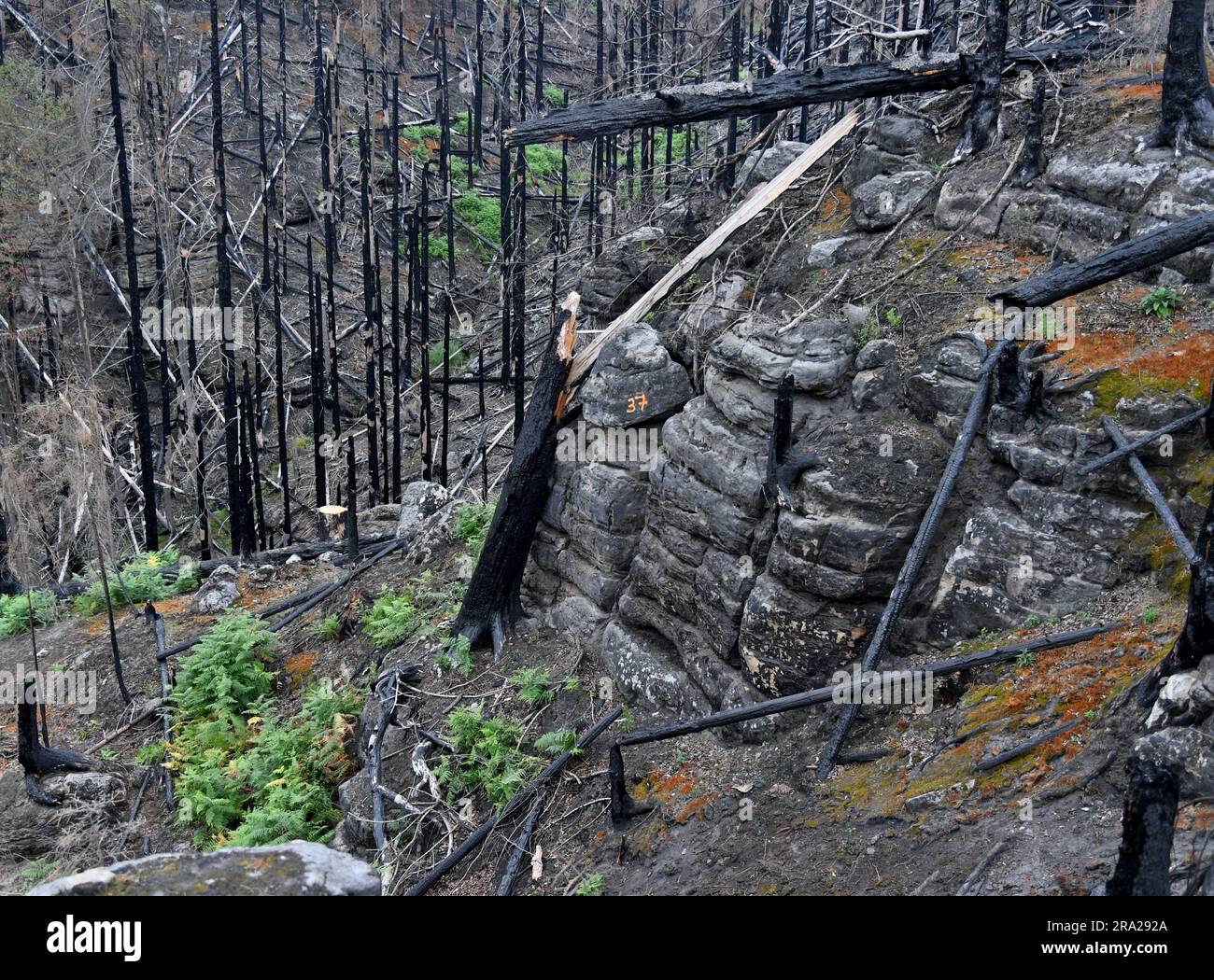 Hrensko, République tchèque. 30th juin 2023. Parc national de la Suisse de Bohême (gorge d'Edmund) après l'incendie, République tchèque, 30 juin 2023. L'incendie qui a éclaté en Suisse de Bohême sur 24 juillet 2022 a été le plus grand feu de forêt de l'histoire tchèque moderne, touchant plus de mille hectares. Le feu a également frappé une partie de la forêt en Allemagne, dans le parc national de Saxe Suisse. Sur la photo, les bûcherons retirent les arbres endommagés. Crédit : Stastny Jan/CTK photo/Alay Live News Banque D'Images